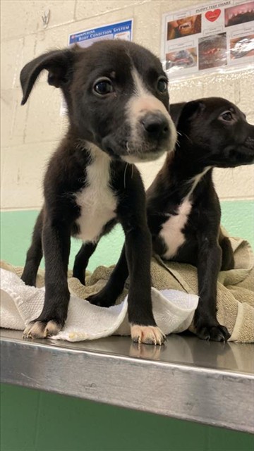 Shelter Stray Male Dog last seen AUBURN BLVD & WATT AVE, Sacramento, CA 95818