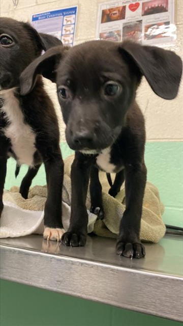 Shelter Stray Female Dog last seen AUBURN BLVD & WATT AVE, Sacramento, CA 95818