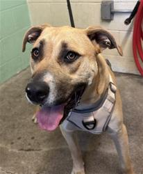 Shelter Stray Male Dog last seen RAMONA AVE & POWER INN RD, Sacramento, CA 95818
