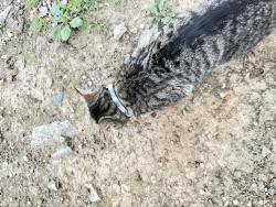 Found/Stray Female Cat last seen Rock pond lane, Rowan County, NC 28146