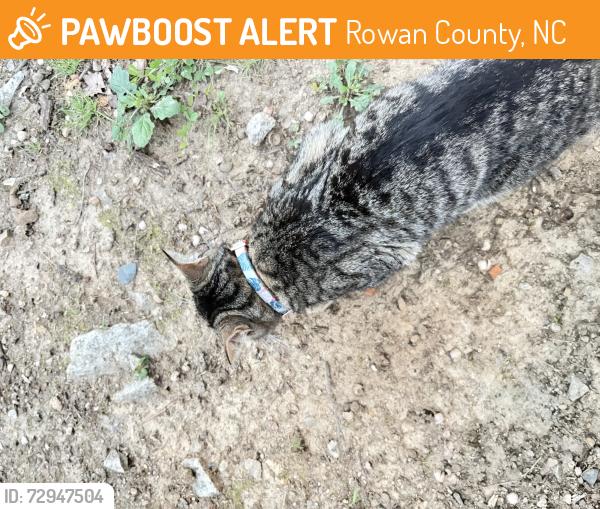 Found/Stray Female Cat last seen Rock pond lane, Rowan County, NC 28146