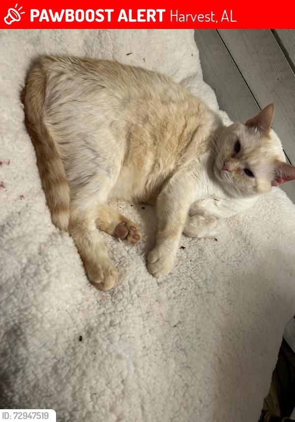Lost Male Cat last seen Sam Thomas Rd, Harvest, AL 35749
