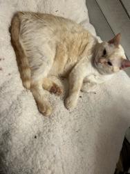 Lost Male Cat last seen Sam Thomas Rd, Harvest, AL 35749