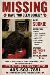 Lost Female Cat last seen 19th and s hudson, Oklahoma City, OK 73170