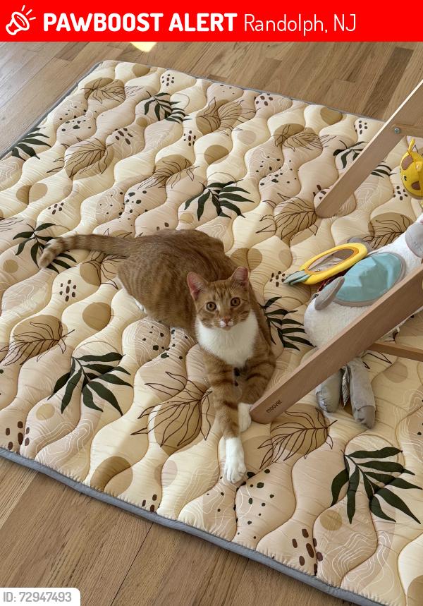 Lost Male Cat last seen Sus turnpike and dover chester rd, Randolph, NJ 07869