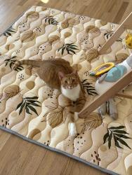 Lost Male Cat last seen Sus turnpike and dover chester rd, Randolph, NJ 07869