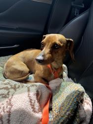 Found/Stray Male Dog last seen Queen and Monroe , Spokane, WA 99205