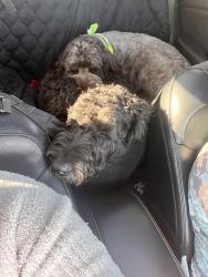 Reunited Male Dog last seen Monserate & Milan , Chula Vista, CA 91910