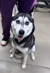 Reunited Female Dog last seen Forest drive and leisure street, Jericho, NY 11753