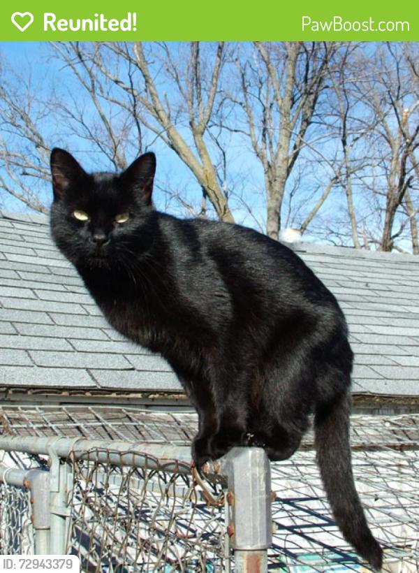 Reunited Male Cat last seen Egypt Valley and Petis, Forest Hills, MI 49301