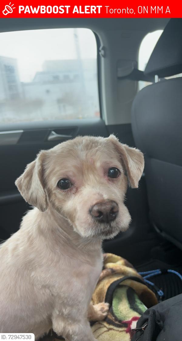 Lost Male Dog last seen Finch and Weston rd , Toronto, ON M9M 2A6