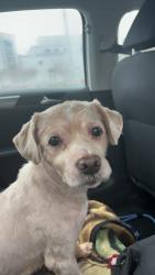 Lost Male Dog last seen Finch and Weston rd , Toronto, ON M9M 2A6