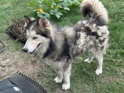 Found/Stray Male Dog last seen Whoppers Loop Uhland, TX 78640, Uhland, TX 78640