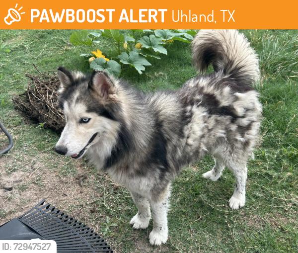 Found/Stray Male Dog last seen Whoppers Loop Uhland, TX 78640, Uhland, TX 78640