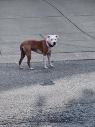 Found/Stray Female Dog last seen E. 79th Street/ Indian Pointe Dr, Lawrence Township, IN 46236