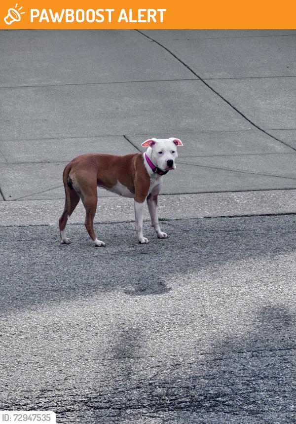 Found/Stray Female Dog last seen E. 79th Street/ Indian Pointe Dr, Lawrence Township, IN 46236