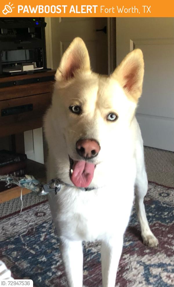 Found/Stray Male Dog last seen Walsh Ranch Neighborhood, Aledo, TX, Fort Worth, TX 76008