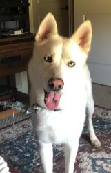 Found/Stray Male Dog last seen Walsh Ranch Neighborhood, Aledo, TX, Fort Worth, TX 76008
