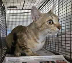 Shelter Stray Female Cat last seen , San Pedro, CA 90731