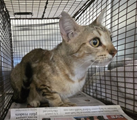 Shelter Stray Female Cat last seen , San Pedro, CA 90731