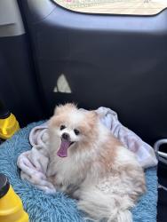 Reunited Female Dog last seen Front Ave, St Paul, MN, USA, Saint Paul, MN 55103