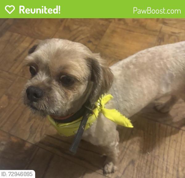 Reunited Male Dog last seen 55-25 98th Pl, Corona, NY 11368, USA, Queens, NY 11368