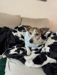 Reunited Female Dog last seen Bailey JR high , Arlington, TX 76013