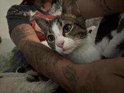 Lost Male Cat last seen Honey creek , Conyers, GA 30094