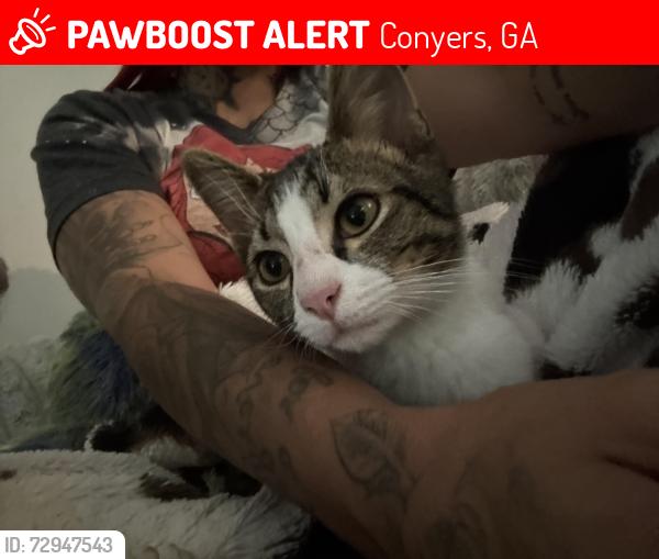 Lost Male Cat last seen Honey creek , Conyers, GA 30094