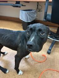 Shelter Stray Female Dog last seen MARTIN LUTHER KING JR/43RD AVE, 95824, Sacramento, CA 95827