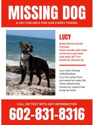 Reunited Female Dog last seen 32nd ave and cholla, Phoenix, AZ 85029