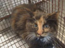 Shelter Stray Female Cat last seen LUSK DR/BUTANO DR, 95825, Sacramento, CA 95827