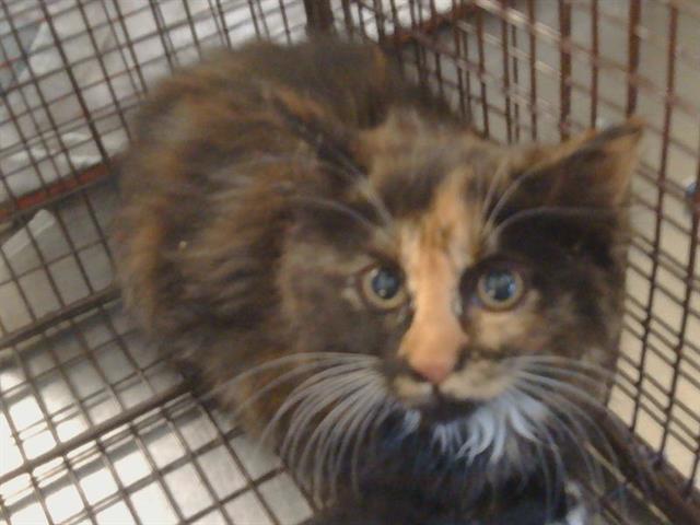 Shelter Stray Female Cat last seen LUSK DR/BUTANO DR, 95825, Sacramento, CA 95827