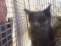 Shelter Stray Male Cat last seen LUSK DR/BUTANO DR, 95825, Sacramento, CA 95827