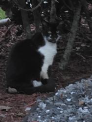 Found/Stray Unknown Cat last seen 104th Ave and 50th CT , Coral Springs, FL 33076