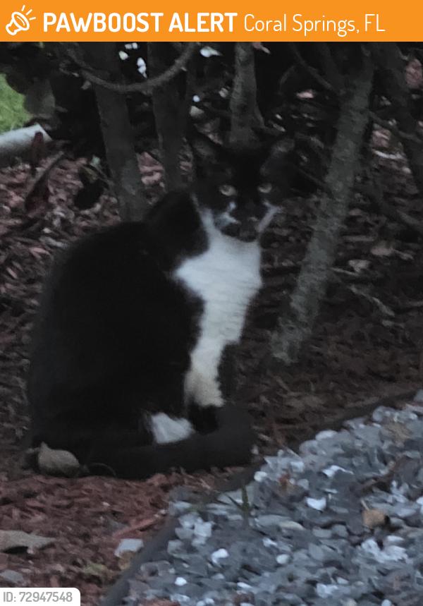 Found/Stray Unknown Cat last seen 104th Ave and 50th CT , Coral Springs, FL 33076