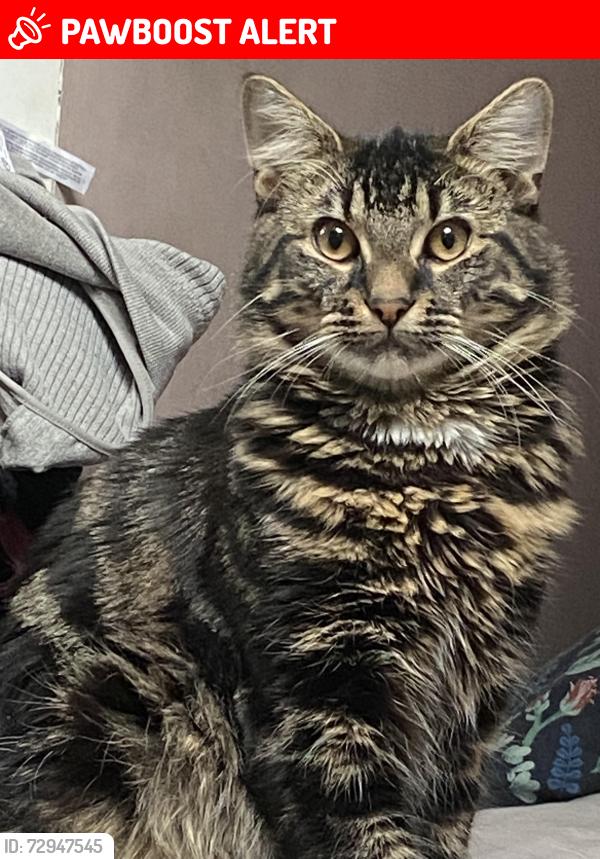 Lost Male Cat last seen Langham Court, Ruislip HA4 6RX, Greater London, England HA4 6RX