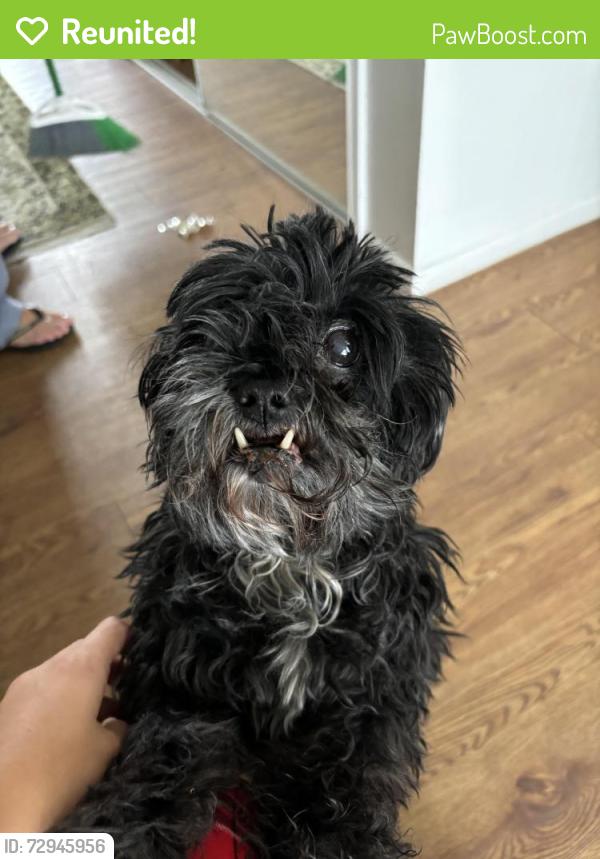 Reunited Female Dog last seen Menual and Wyoming, Albuquerque, NM 87110