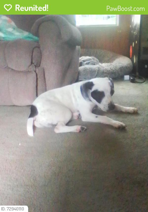 Reunited Male Dog last seen Lackey rd in Higden at, Higden, AR 72067