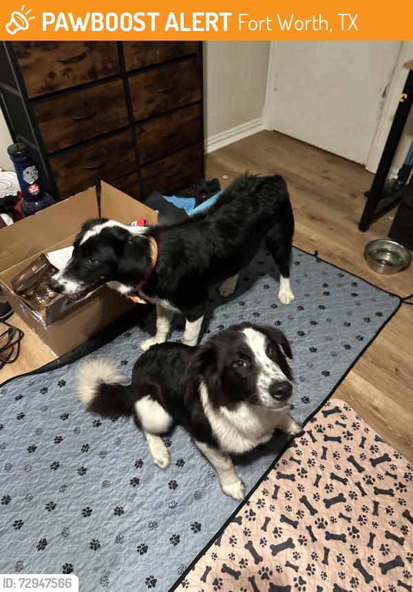 Found/Stray Unknown Dog last seen Backyard, Fort Worth, TX 76133