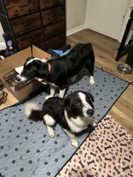 Found/Stray Unknown Dog last seen Backyard, Fort Worth, TX 76133