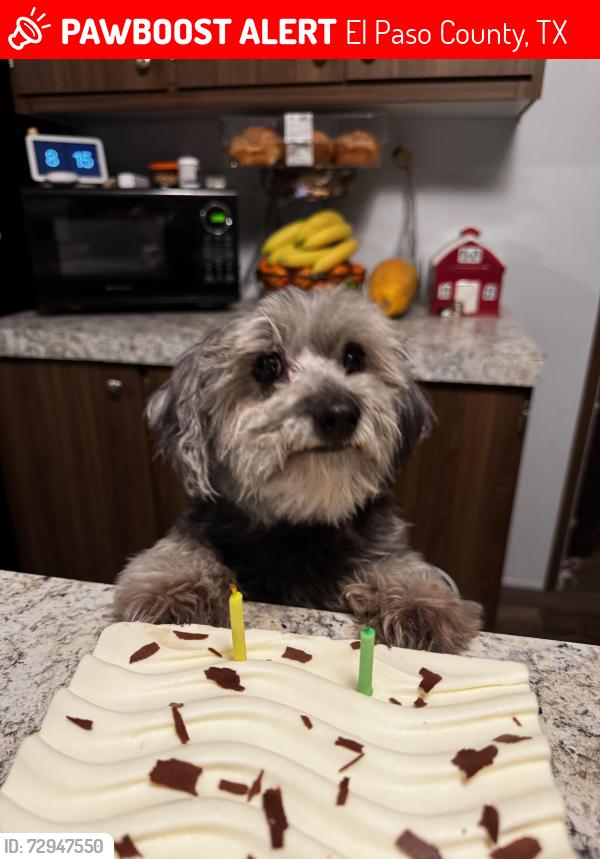 Lost Male Dog last seen Joya Bonita and Laguna Bonita Clint , El Paso County, TX 79836