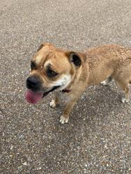 Found/Stray Female Dog last seen Near Highlands Circle, Oxford, MS 38655, Oxford, MS 38655