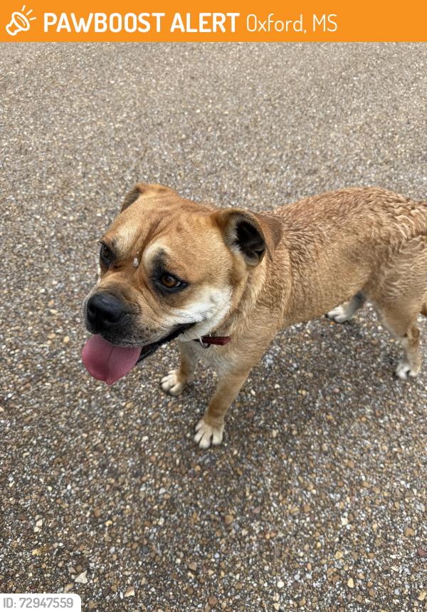 Found/Stray Female Dog last seen Near Highlands Circle, Oxford, MS 38655, Oxford, MS 38655