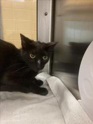 Shelter Stray Female Cat last seen Near BLOCK S WASHINGTON AVE, WICHITA KS 67216, Wichita, KS 67219