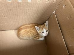 Shelter Stray Unknown Cat last seen Near BLOCK E DOUGLAS AVE, WICHITA KS 67214, Wichita, KS 67219