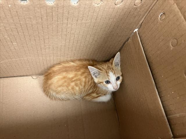 Shelter Stray Unknown Cat last seen Near BLOCK E DOUGLAS AVE, WICHITA KS 67214, Wichita, KS 67219