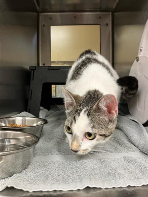 Shelter Stray Female Cat last seen Near BLOCK E MEMPHIS ST, WICHITA KS 67220, Wichita, KS 67219