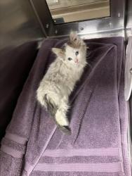 Shelter Stray Unknown Cat last seen Near BLOCK W 29TH ST N, WICHITA KS 67204, Wichita, KS 67219