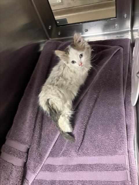 Shelter Stray Unknown Cat last seen Near BLOCK W 29TH ST N, WICHITA KS 67204, Wichita, KS 67219